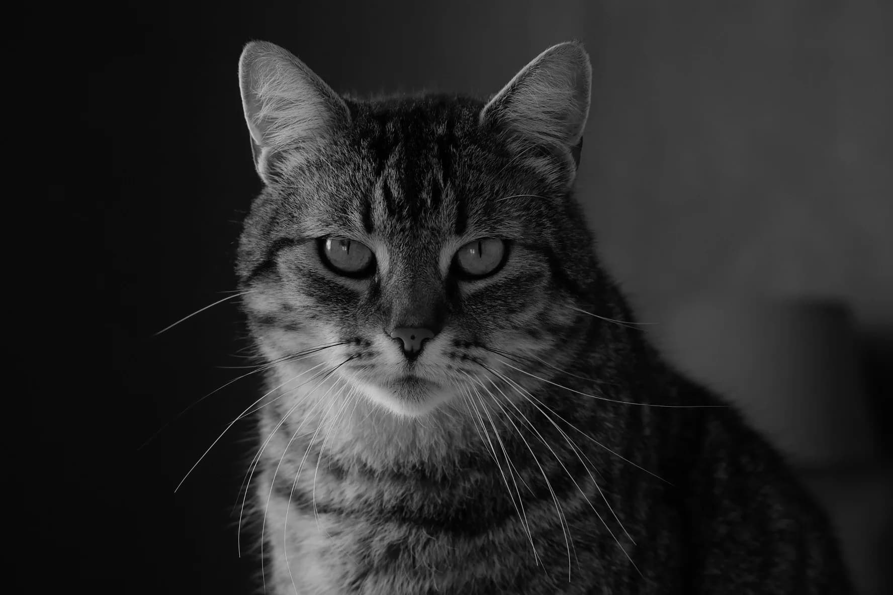Photographie