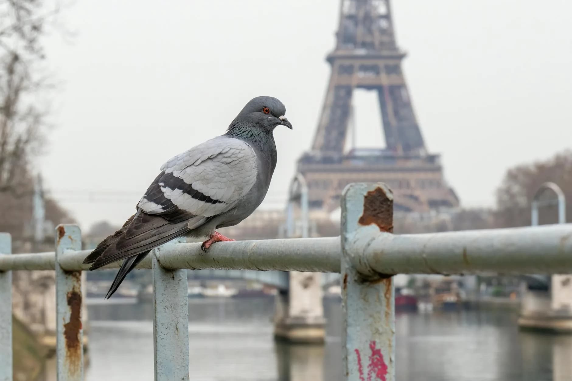 pigeon on rail with eiffel tower in background