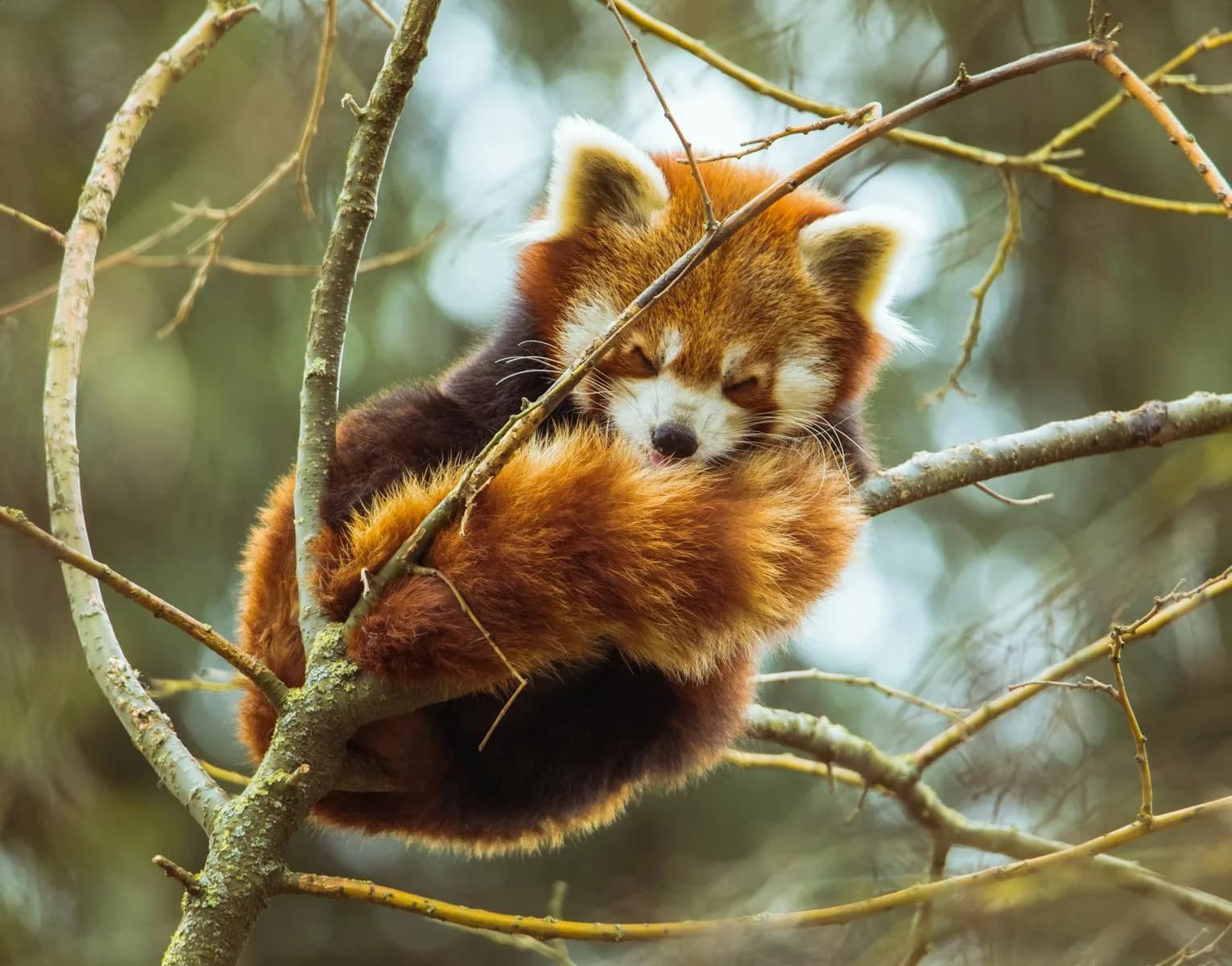 Sommeil, mignon panda roux se reposant confortablement sur une branche d'arbre, illustrant son habitat naturel et son comportement.