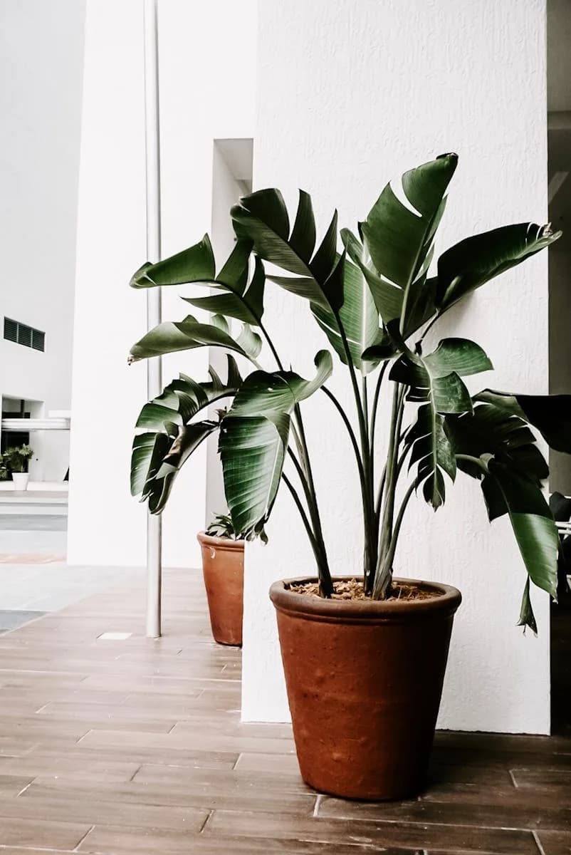 Plantes en pot luxuriant améliorant le décor intérieur minimaliste avec une touche de nature.