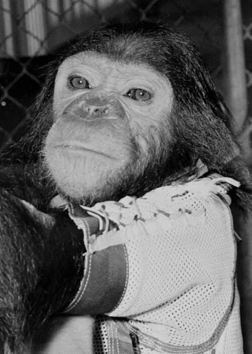 Chimpanzé Enos avec maître avant le vol Mercury-Atlas 5